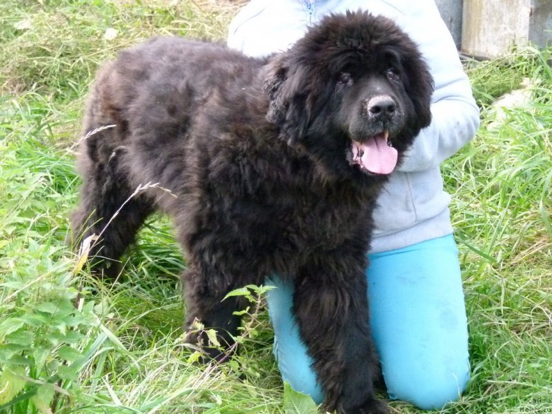 Фотография № 134794