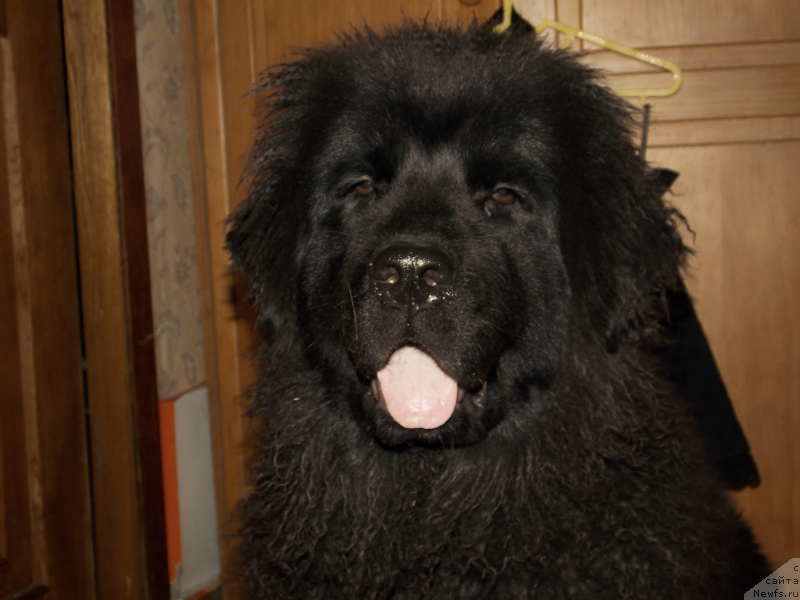 Фото: ньюфаундленд Лепесток Лилии