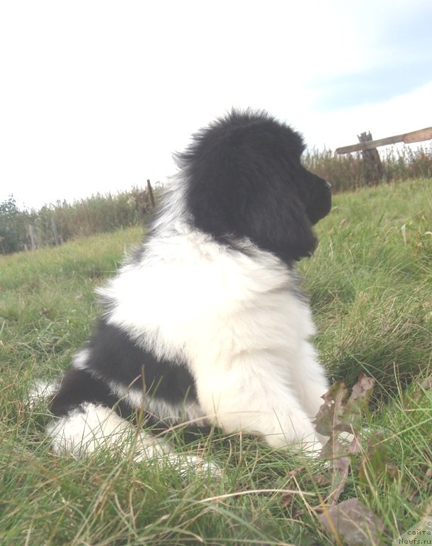 Фото: дочь, ньюфаундленд Ньюфорт Магия Любви