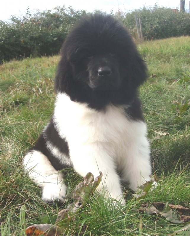 Фото: дочь, ньюфаундленд Ньюфорт Магия Любви