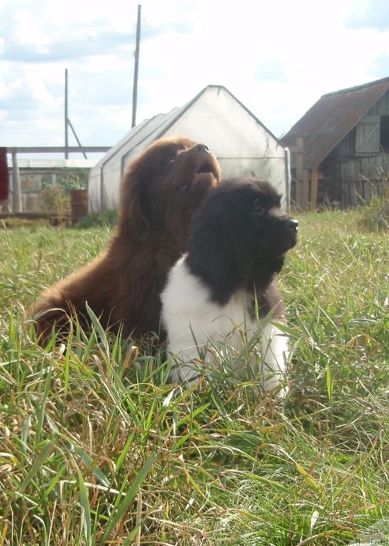 Фото: ньюфаундленд Кипер Соул Перфект Виктори