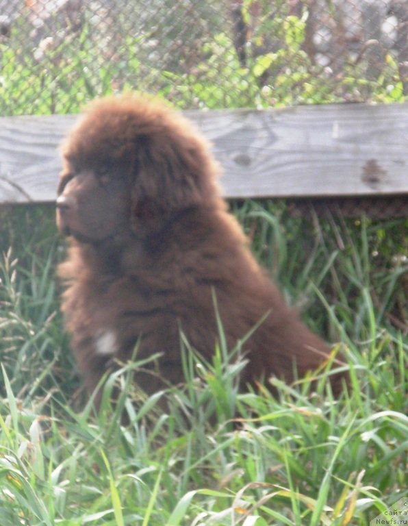 Фото: ньюфаундленд Кипер Соул Перфект Виктори