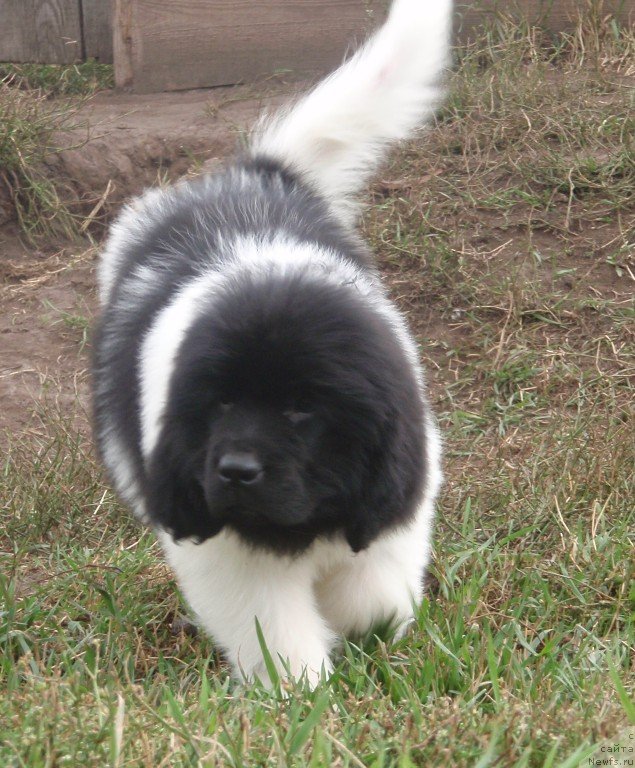 Фото: ньюфаундленд Ньюфорт Эшли