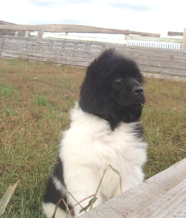 Фото: ньюфаундленд Ньюфорт Эшли