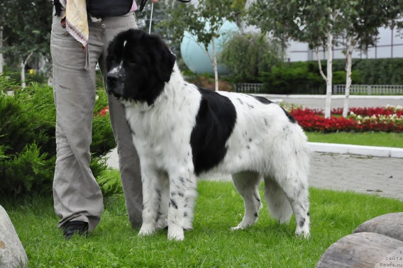 Фото: ньюфаундленд Сент Джонс Вива Виктория (Sent Djons Viva Viktoria)