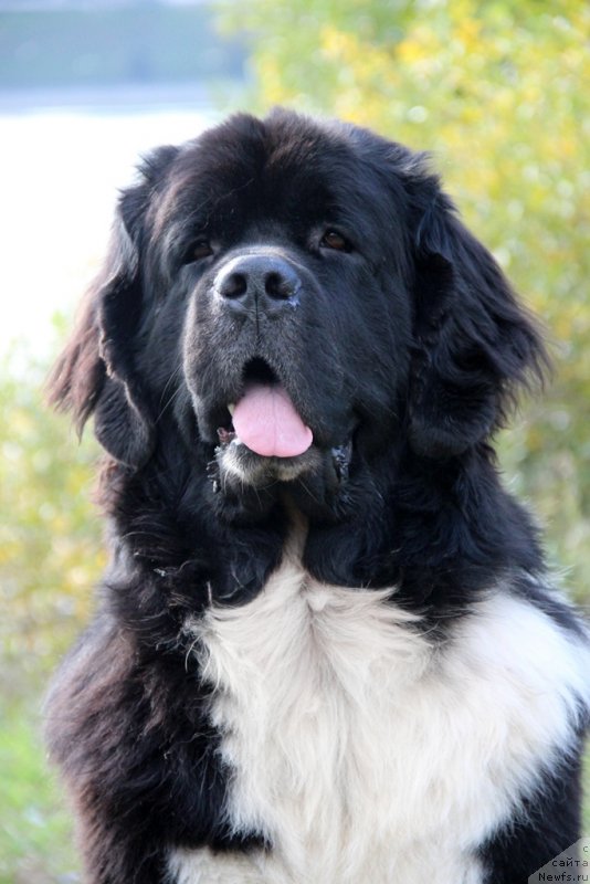 Фото: ньюфаундленд Старбимовлав Гардемарин