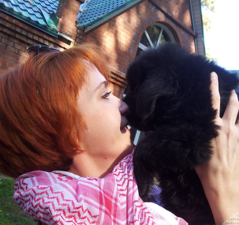 Фото: ньюфаундленд Супер Премиум Нью-Йорк, Ирина Бочкарева