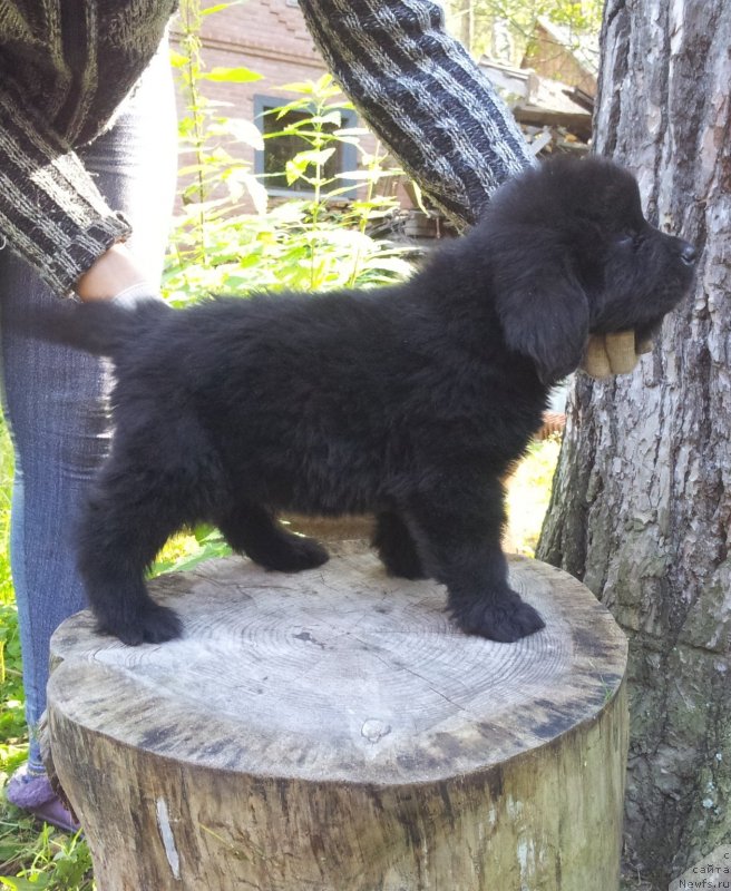 Фото: ньюфаундленд Супер Премиум Нью-Йорк