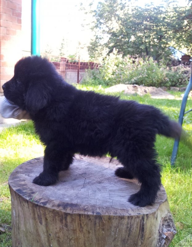 Фото: ньюфаундленд Супер Премиум Нью-Йорк