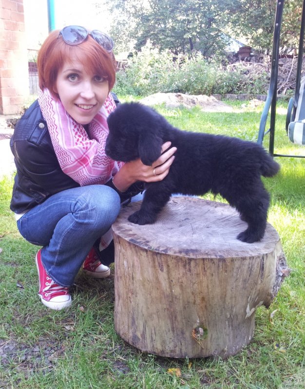 Фото: ньюфаундленд Супер Премиум Нью-Йорк, Ирина Бочкарева