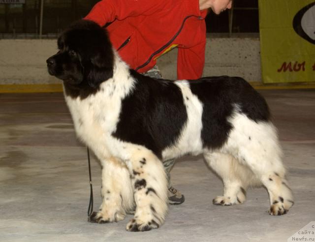 Фото: ньюфаундленд Веснушка на Счастье (Vesnushka na Shastie)