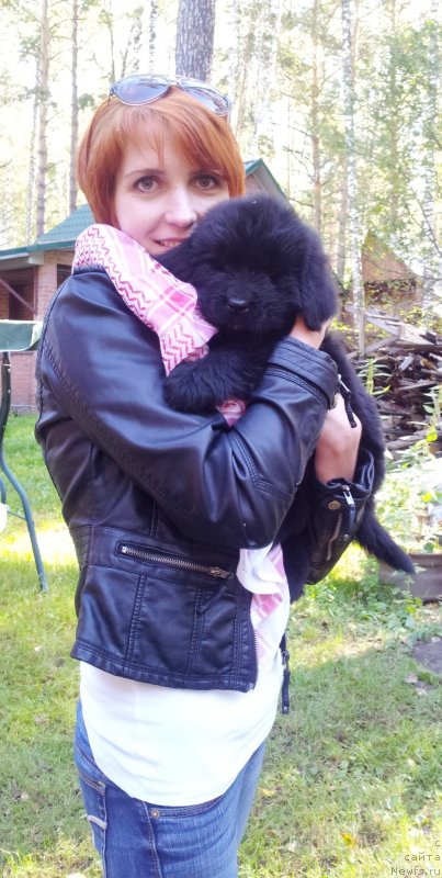 Фото: ньюфаундленд Супер Премиум Нью-Йорк, Ирина Бочкарева