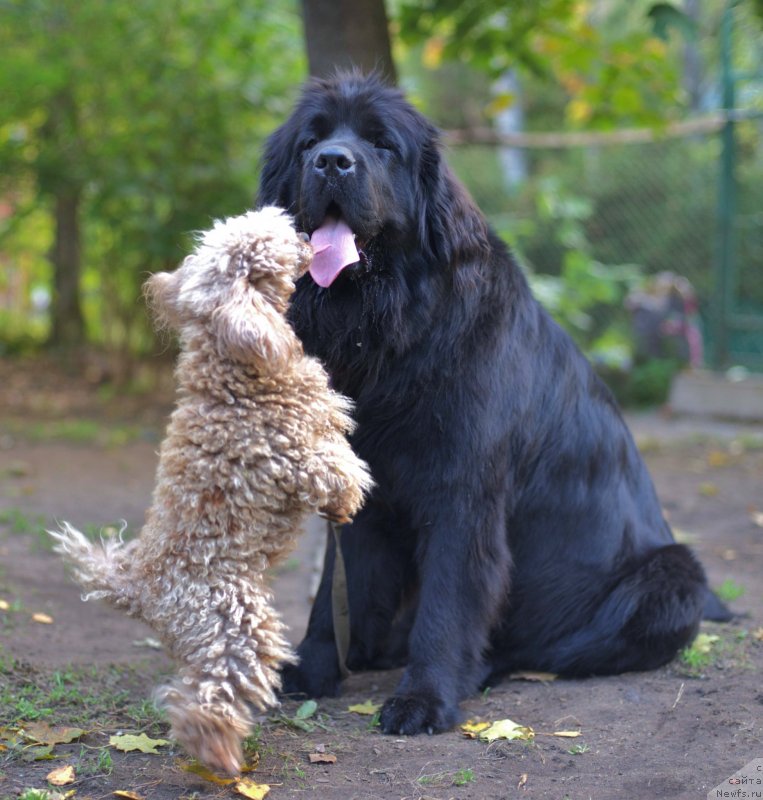 Фото: ньюфаундленд New Beothuks Gold for Smigar, с подружкой