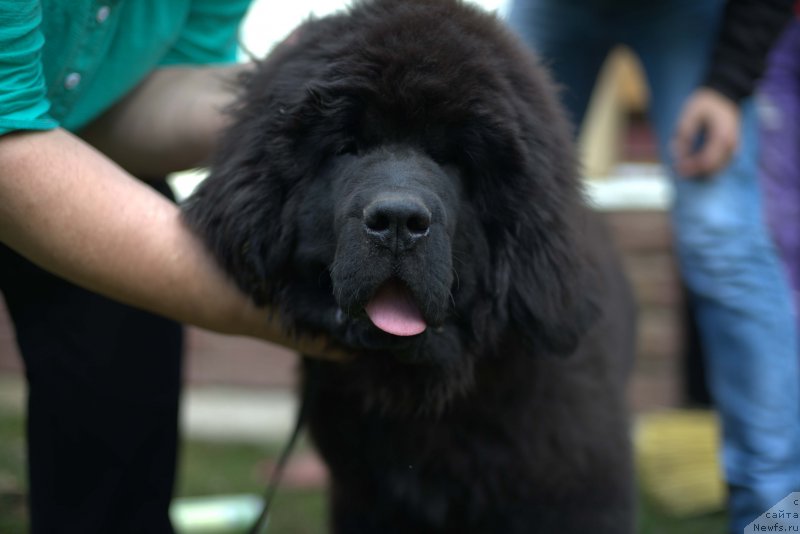 Фото: ньюфаундленд Смигар Лаки Страйк, 4, 5 мес