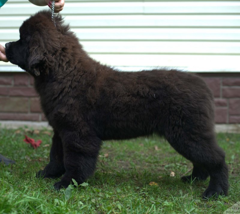 Фото: ньюфаундленд Смигар Лаки Страйк, 4, 5 мес