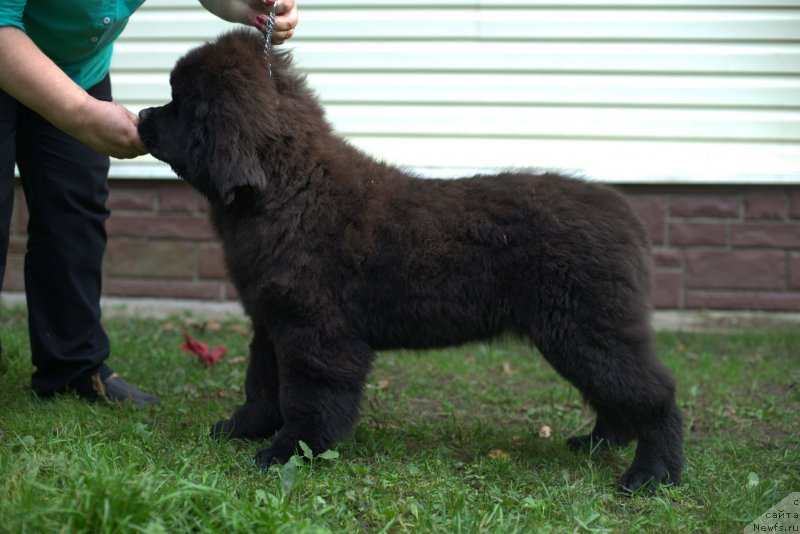 Фото: ньюфаундленд Смигар Лаки Страйк, 4, 5 мес