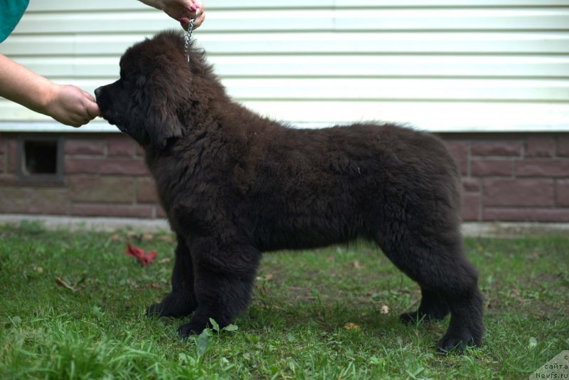 Фото: ньюфаундленд Смигар Лаки Страйк, 4, 5 мес