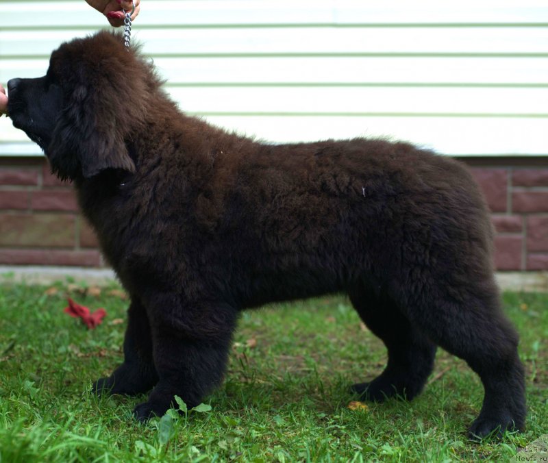 Фото: ньюфаундленд Смигар Лаки Страйк, 4, 5 мес