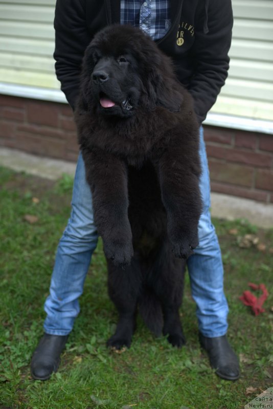 Фото: ньюфаундленд Смигар Лаки Страйк, 4, 5 мес