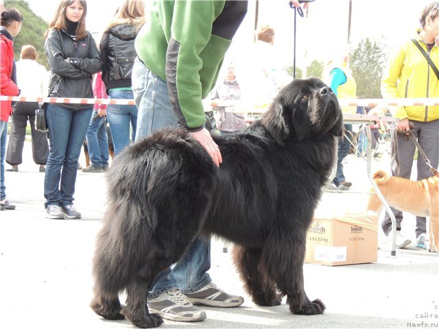 Фото: ньюфаундленд Би Перфект Аскер