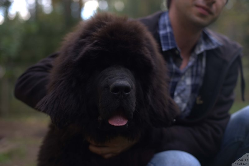 Фото: ньюфаундленд Смигар Лав Стори (Smigar Love Story), 4, 5 мес