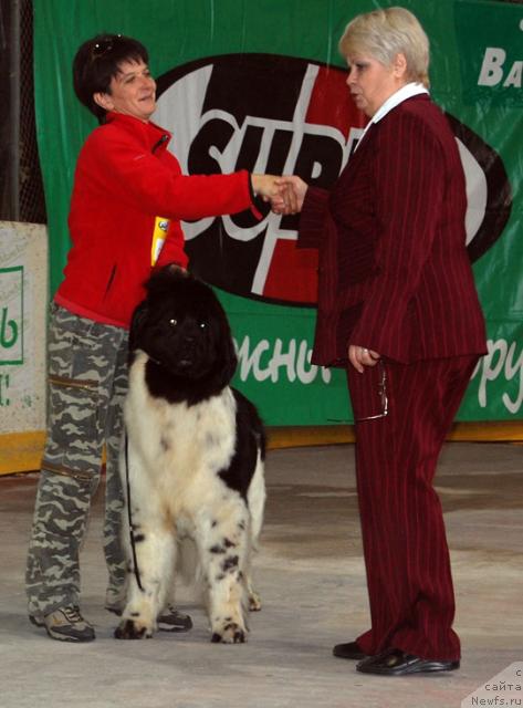 Фото: ньюфаундленд Веснушка на Счастье (Vesnushka na Shastie)