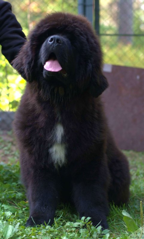 Фото: ньюфаундленд Смигар Лав Стори (Smigar Love Story), 4, 5 мес