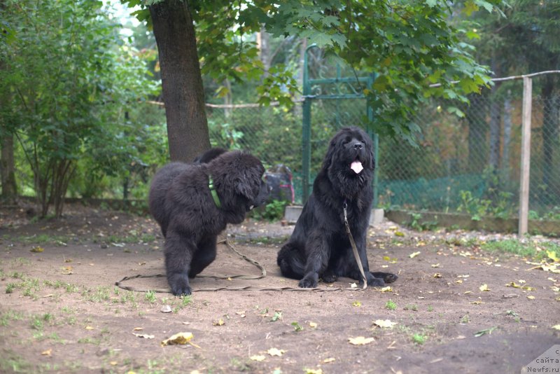 Фото: ньюфаундленд Смигар Ливерпульский Четвертак (Smigar Liverpulsiy Chetvertak), ньюфаундленд New Beothuks Gold for Smigar