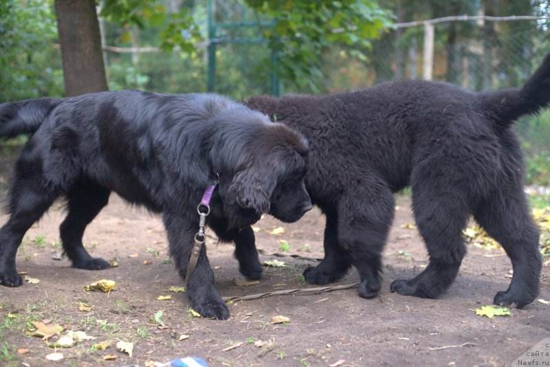 Фото: ньюфаундленд Смигар Ливерпульский Четвертак (Smigar Liverpulsiy Chetvertak), ньюфаундленд New Beothuks Gold for Smigar