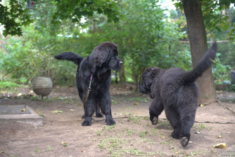 Фото: ньюфаундленд Смигар Ливерпульский Четвертак (Smigar Liverpulsiy Chetvertak), ньюфаундленд New Beothuks Gold for Smigar