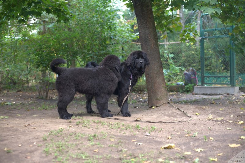 Фото: ньюфаундленд Смигар Ливерпульский Четвертак (Smigar Liverpulsiy Chetvertak), ньюфаундленд New Beothuks Gold for Smigar