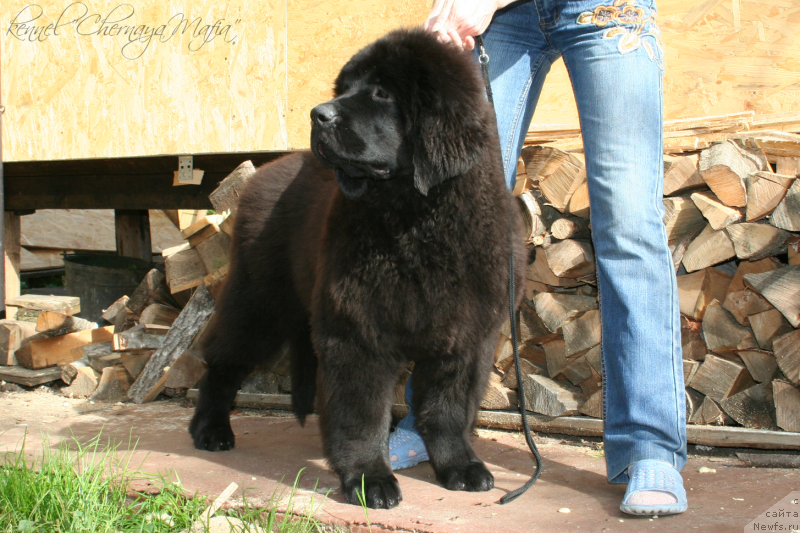 Фотография № 134899