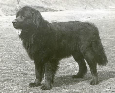 Фото: ньюфаундленд Злат Мацони