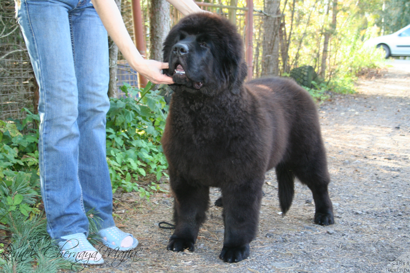 Фотография № 134902