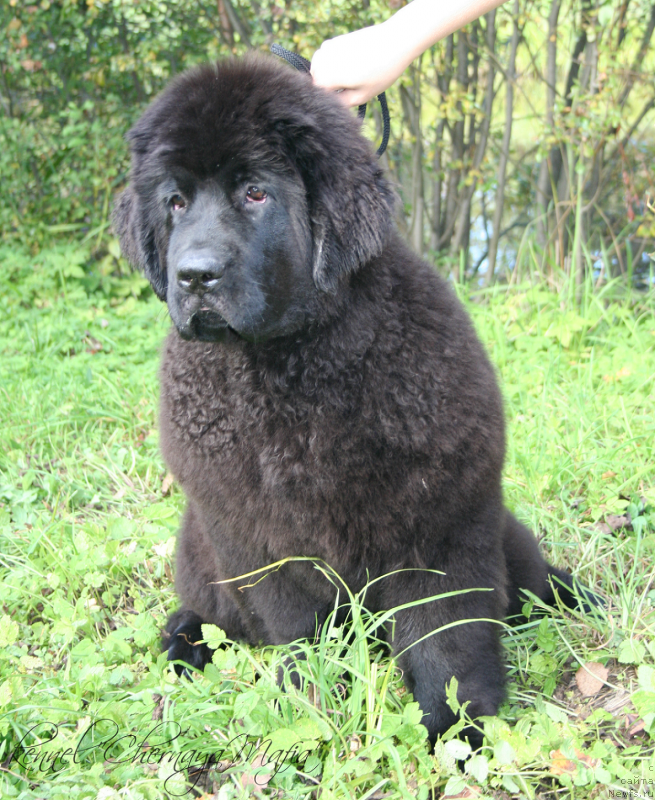 Фотография № 134903