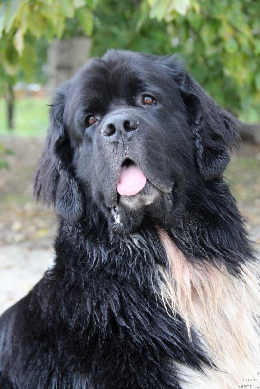 Фото: ньюфаундленд Старбимовлав Гардемарин