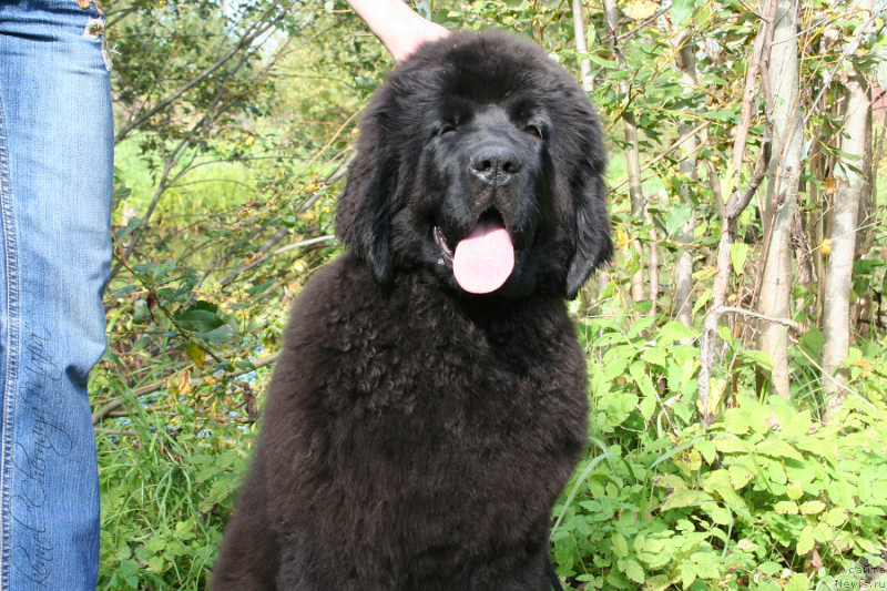 Фото: ньюфаундленд Черная Мафия Магик Тоуч (Chernaya Mafia Magic Touch)