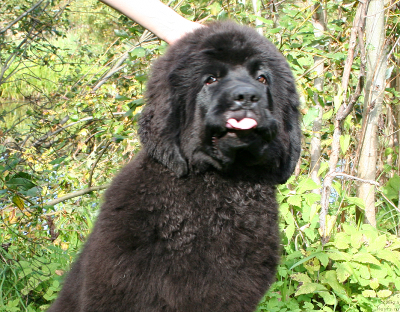 Фото: ньюфаундленд Черная Мафия Магик Тоуч (Chernaya Mafia Magic Touch)