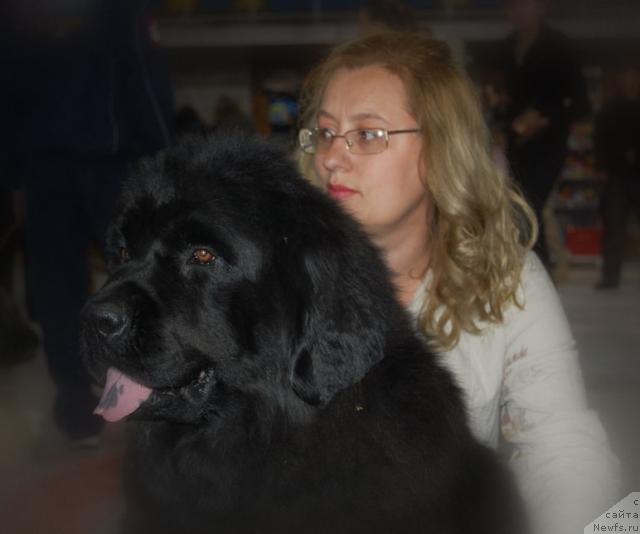 Фото: ньюфаундленд Лесная Сказка Руслана, Елена Степанова