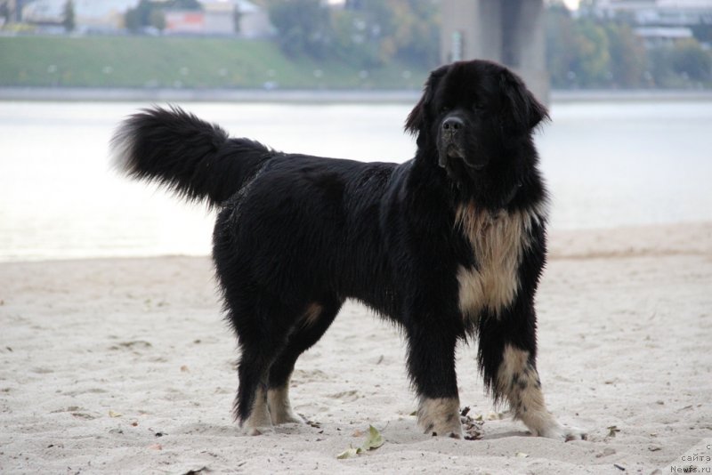 Фото: ньюфаундленд Старбимовлав Гардемарин