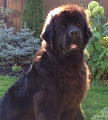 Фото: ньюфаундленд Deep Love I'm Sensation