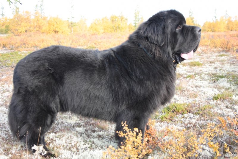 Фото: ньюфаундленд Бегущая по Волнам Зеро Коол