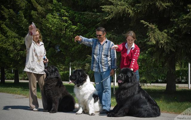 Фото: ньюфаундленд Лесная Сказка Руслана, ньюфаундленд Супер Бизон Батон, ньюфаундленд Юган с Тоянова Городка (Ygan s Toyanova Gorodka)