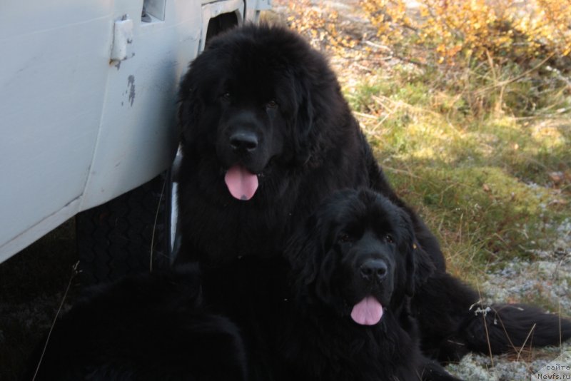 Фото: ньюфаундленд Яхонт Драгоценный, ньюфаундленд Neretum Tribe Xagrid