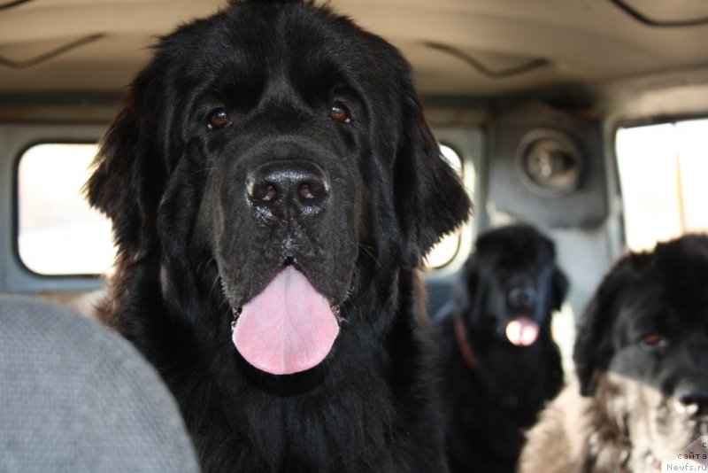 Фото: ньюфаундленд Neretum Tribe Xagrid