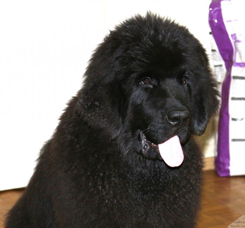 Фото: ньюфаундленд Черная Мафия Маттер оф Тиме (Chernaya Mafia Matter of Time)