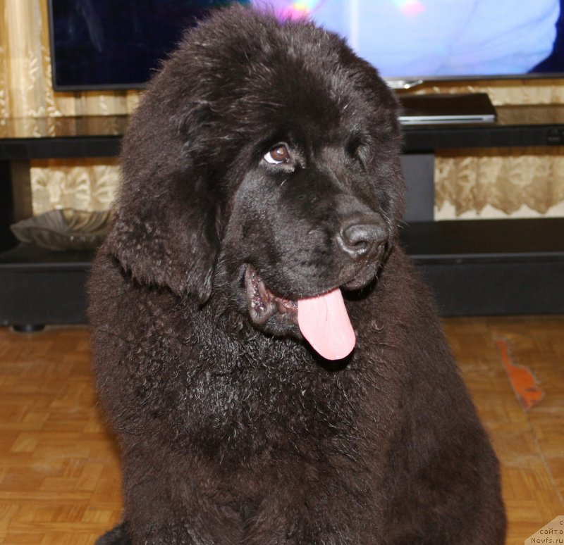 Фото: ньюфаундленд Черная Мафия Маттер оф Тиме (Chernaya Mafia Matter of Time)