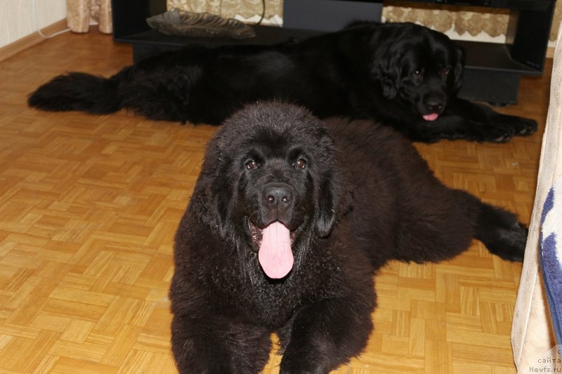 Фото: ньюфаундленд Черная Мафия Маттер оф Тиме (Chernaya Mafia Matter of Time), ньюфаундленд Донатс Прайд Бетти Тетчер