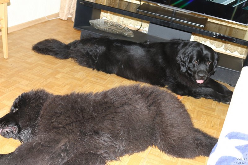 Фото: ньюфаундленд Черная Мафия Маттер оф Тиме (Chernaya Mafia Matter of Time), ньюфаундленд Донатс Прайд Бетти Тетчер