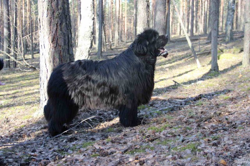 Фото: ньюфаундленд Баловень Судьбы